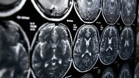 brain-values
