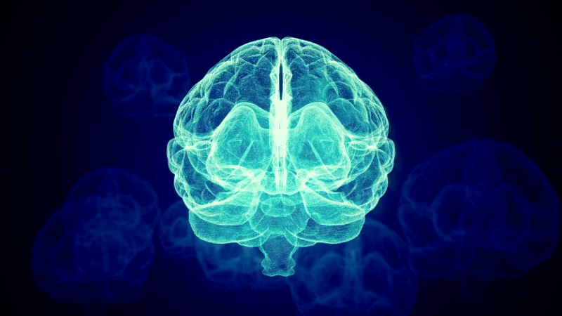 brain-perceptions