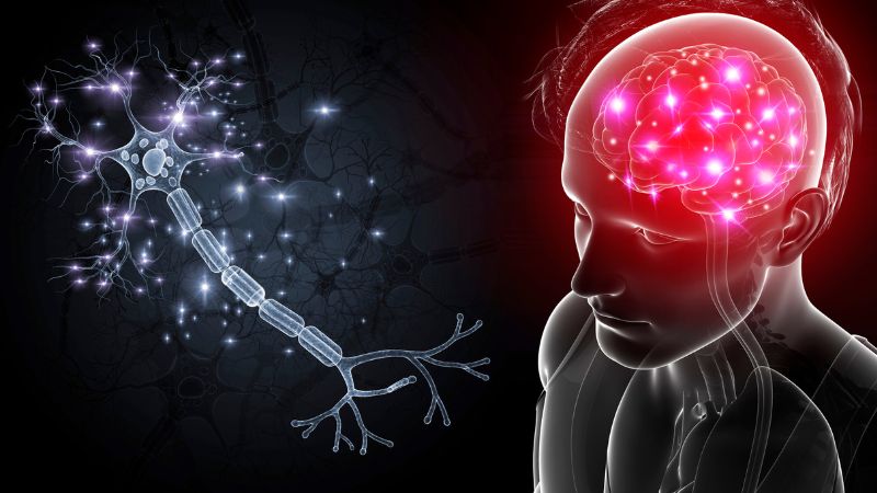 perceptions-brain-neurochemsitry