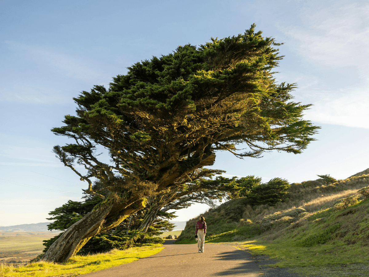 Adapting to a Changing Environment